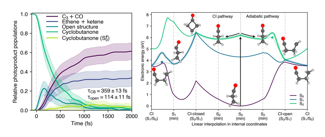 Predicting the photodynamics of cyclobutanone triggered by a laser pulse at 200 nm and its MeV-UED signals—A trajectory surface hopping and XMS-CASPT2 perspective