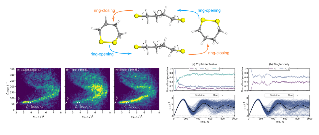 Triplets in the cradle: ultrafast dynamics in a cyclic disulfide